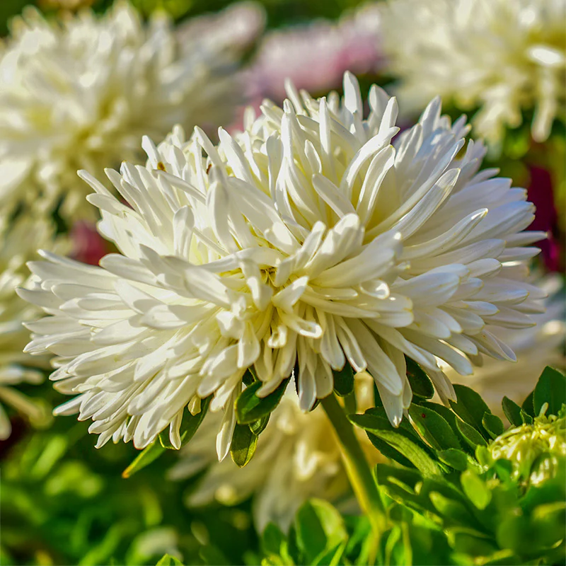 Zomeraster - Lady Coral Creamy White