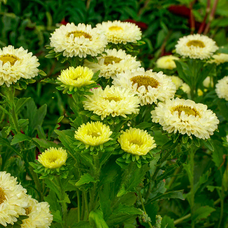 Zomeraster - QIS Matsumoto Yellow