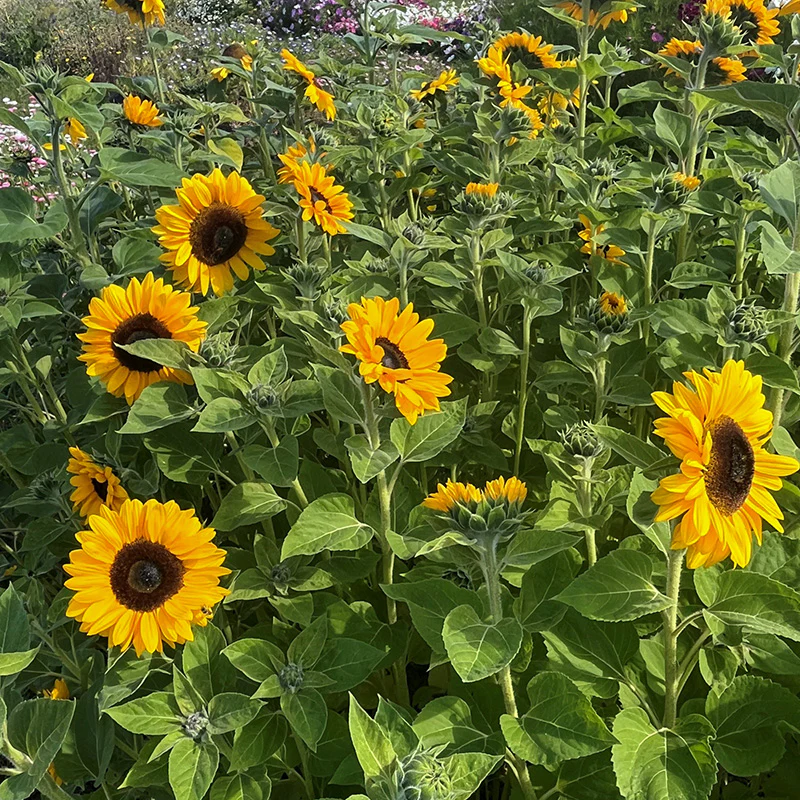Zonnebloem - QIS Orange F1