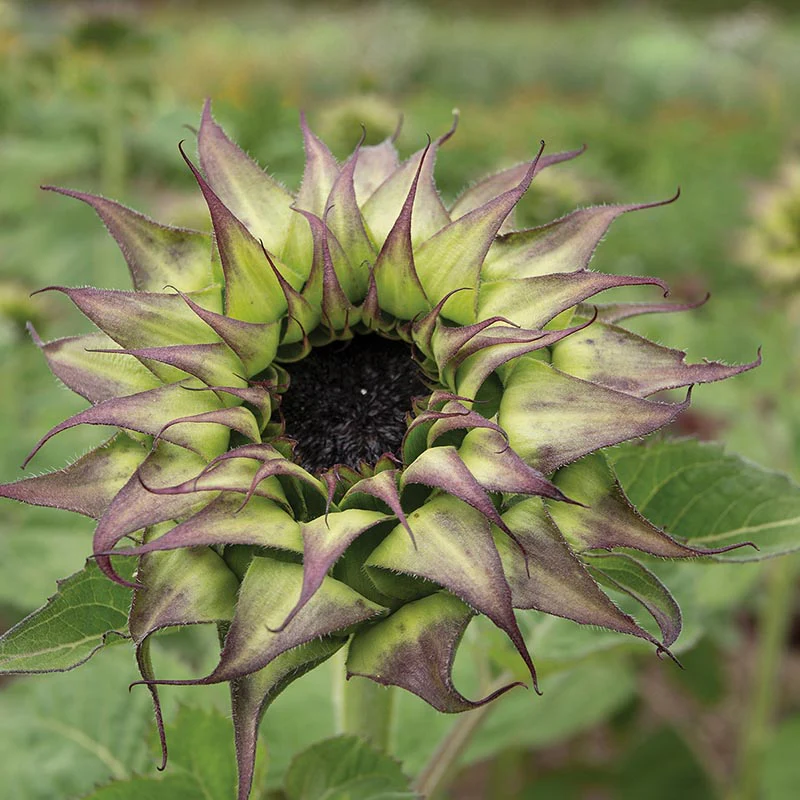 Zonnebloem - Sun-Fill Purple F1